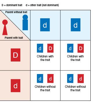 Genetic Illustration Demonstrating Autosomal Dominant Inheritance