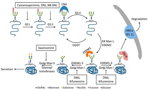 Cells Free Full Text N Glycosylation And N Glycan Processing In Hbv