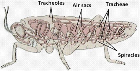 Science: Respiratory system