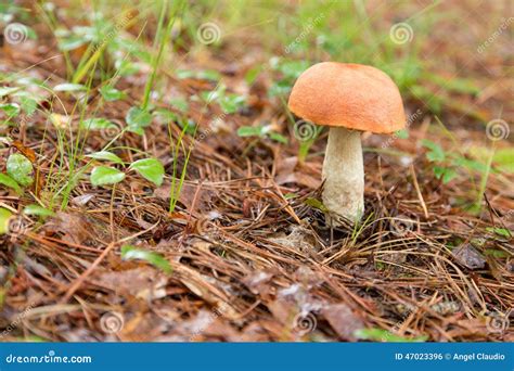 Wild Mushroom On Forest Floor Stock Photo Image Of Plant Shroom