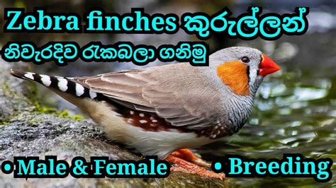 How To Breed Zebra Finches In Sinhala Finches Breeding Cage Finches