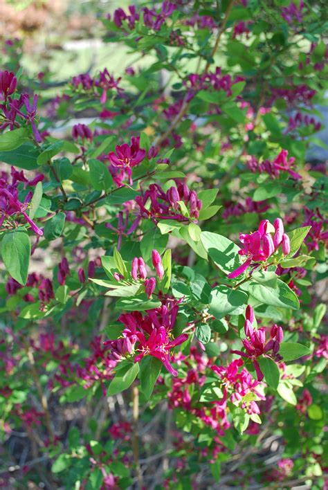 Arnold Red Honeysuckle • Kiwi Nurseries Ltd