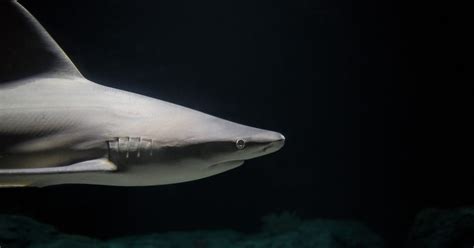 Destin Florida Sandbar Shark Charters — Destin Shark Fishing