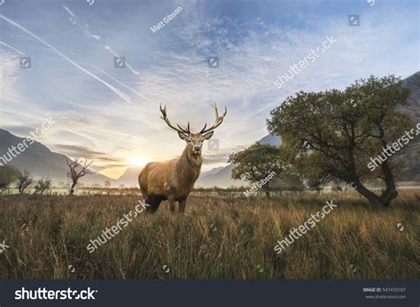 Deer Images Over 15989 Royalty Free Licensable Stock Photos