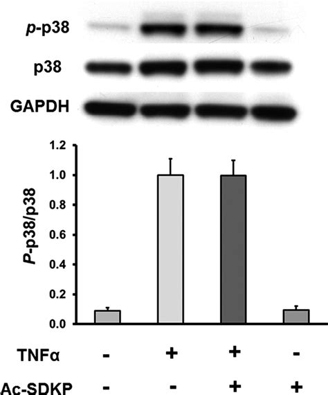 Effect Of Ac SDKP On TNF Stimulated P38 Phosphorylation P P38