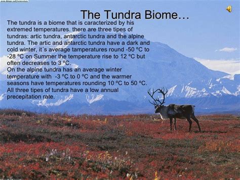 Tundra Biome