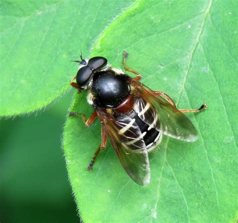 Sericomyia Lappona Male Malham Tarn Yorkshire 2018b Flickr