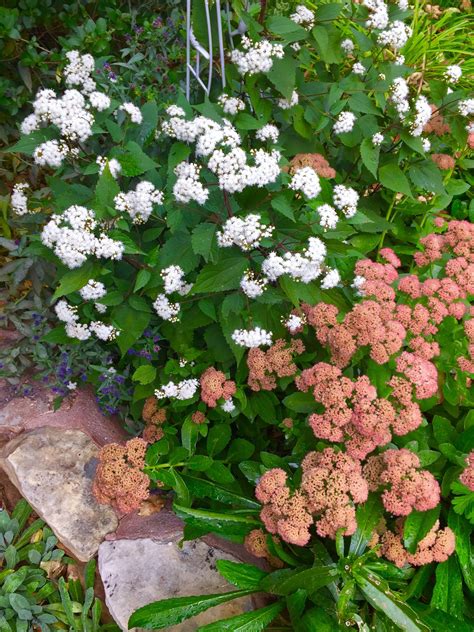 Late blooming flowers in my garden: white Joe Pye Weed ‘Chocolate’ and