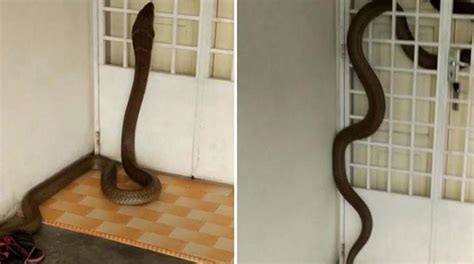 WATCH Massive Cobra Slithers Into Man S Home Spends 3 Days Inside