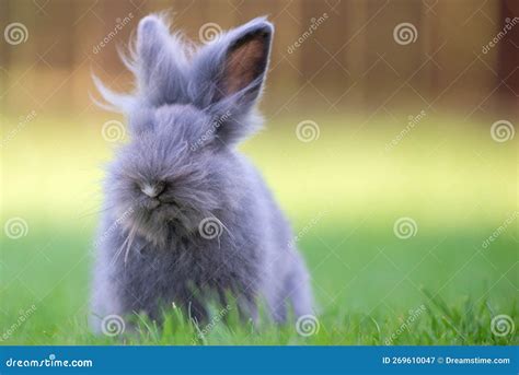 Cute Grey Fluffy Rabbit Running On Grass Backyard Stock Image Image