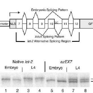 Analysis Of Alternative Splicing Of The Let Gene Of C Elegans A