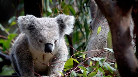 How To Help Animals In The Australian Wildfires