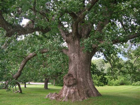 Quercus alba (white oak) » HF&G