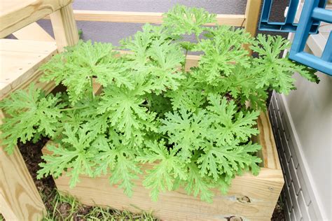 The complete citronella plant care guide - keep your plants alive