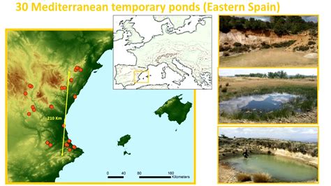 Metacommunities In Tropical And Mediterranean Temporary Ponds YouTube