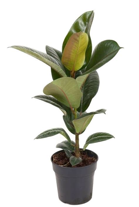 Ficus Robusta Usine De Caoutchouc Cm Acheter