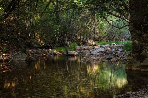 Calm River Flowing In The Forest Reflecting The Natural Environment