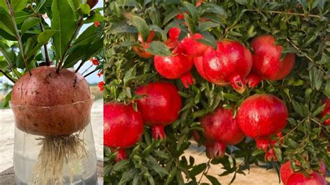 With New Technique How To Grow Pomegranate Trees By Pomegranate Using Plastic Bottle In Water