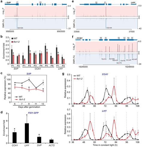 FIO1mediated m⁶A methylation modulates the expression pattern of genes