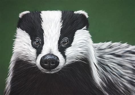 Badger by Happy5art on DeviantArt