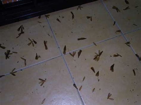 Flying termites - The nuptial flight - Termite Web