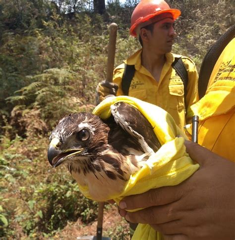 ICF on Twitter Tatumbla Gavilán rescatado víctima de incendios