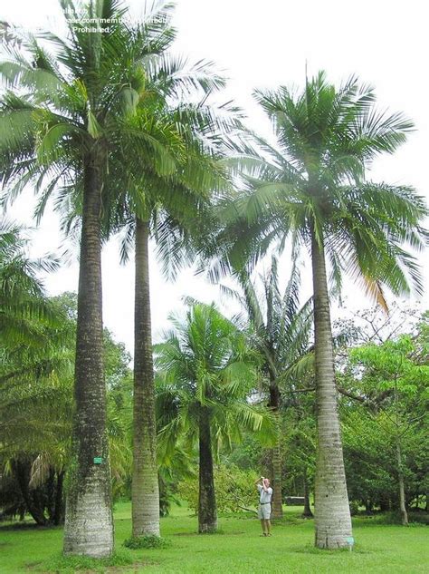 Plantfiles Pictures Majesty Palm Ravenea Rivularis By Palmbob