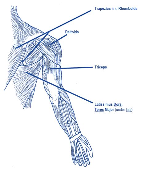 Upper Back Muscles Diagram - Shoulder Back And Shoulder Anatomy Anatomy Muscle Back Muscles ...