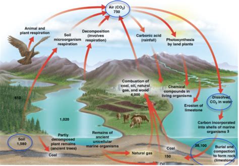 Biogeochemical C N Cycles Flashcards Quizlet