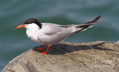 Forsters Tern Photograph By Ken Keener Fine Art America