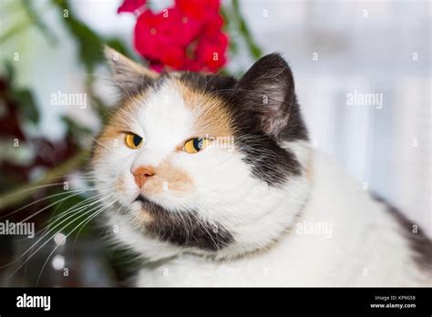 Portrait Of Beautiful Calico Cat With Orange And Spotted Nose Stock