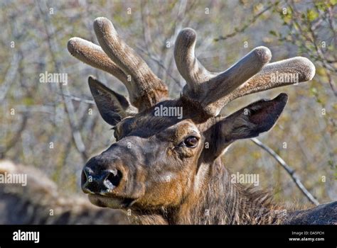 Bull Elk with antlers in velvet Stock Photo - Alamy