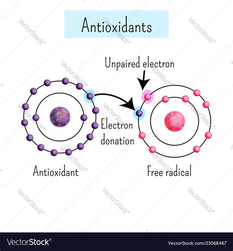 Chemical Diagram Showing Antioxidant Dinates Vector Image