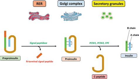 Physiologic Stages Of Proinsulin Processing In Insulin Secreting