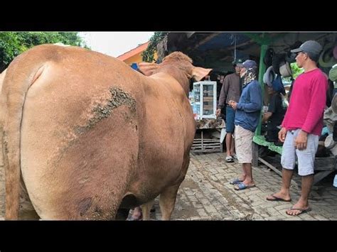 Limousin 19 Juta Nego Sapi Jumbo Jadi Tontonan Harga Oleng