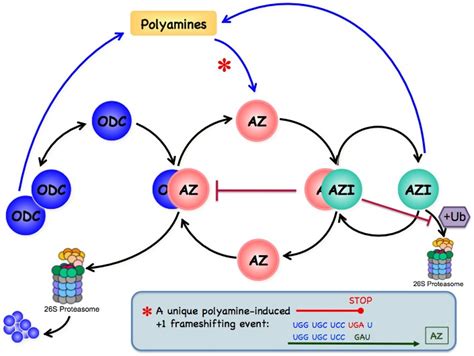 Polyamines Chaim Kahana S Lab