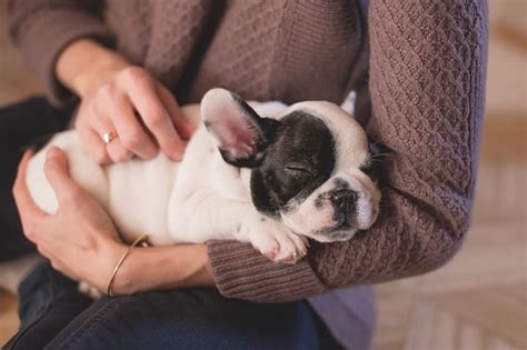 Cuántas horas suele dormir un perro Curiosidades