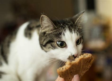 Can Cats Taste Sweet Things Petmd