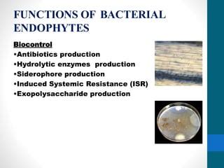 Microbial Endophytes Ppt