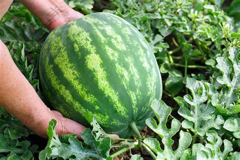 How to Pick a Ripe Watermelon | Gardener’s Path