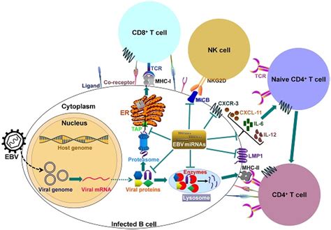 Epstein Barr Virus Encoded MicroRNAs As Regulators In Host Immune Responses