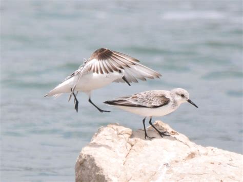 The Online Zoo Sanderling