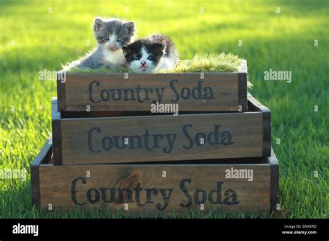 Kittens Outdoors in Natural Light Stock Photo - Alamy