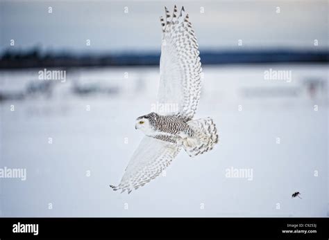 Flying Owl Hi Res Stock Photography And Images Alamy