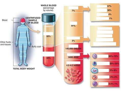 Components Of Blood Diagram Quizlet