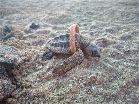 Actividades humanas en el Pacífico amenazan a la tortuga marina más