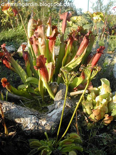 Dins Min Gardin Un Jardin Dans Le Nord Plantes Carnivores Depuis 8