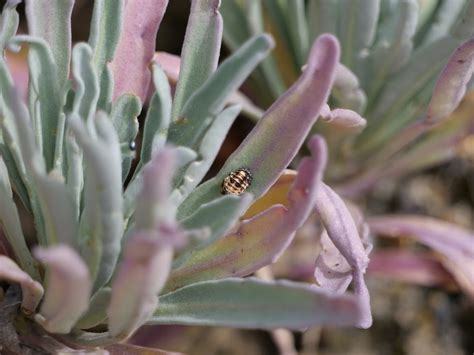 16 Spot Ladybird From Roedean To Rottingdean Cliff Tops Brighton And