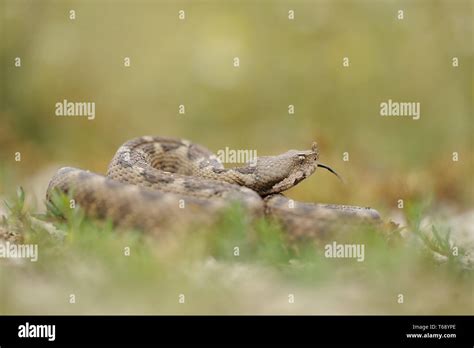 Horned viper, Vipera ammodytes Stock Photo - Alamy