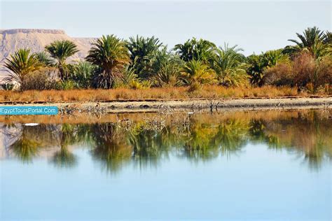 The Ultimate Farafra Oasis Travel Guide Egypt Oases